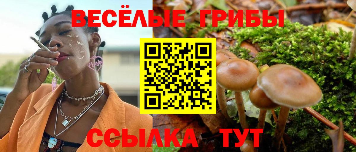 Псилоцибиновые грибы Psilocybine cubensis Елабуга
